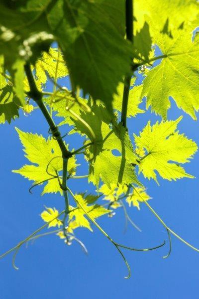 Agriturismo La Selva Otel Finale Ligure Dış mekan fotoğraf