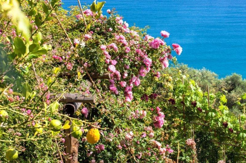Agriturismo La Selva Otel Finale Ligure Dış mekan fotoğraf